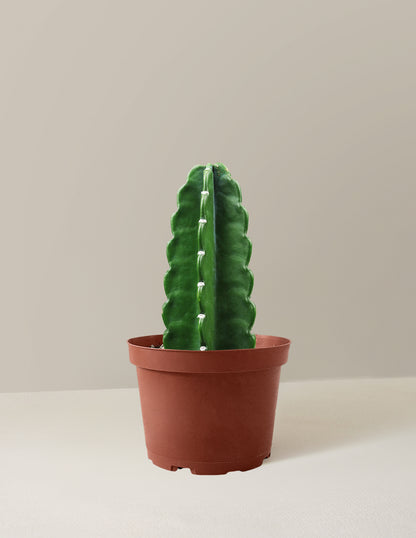 Cuddly Cactus