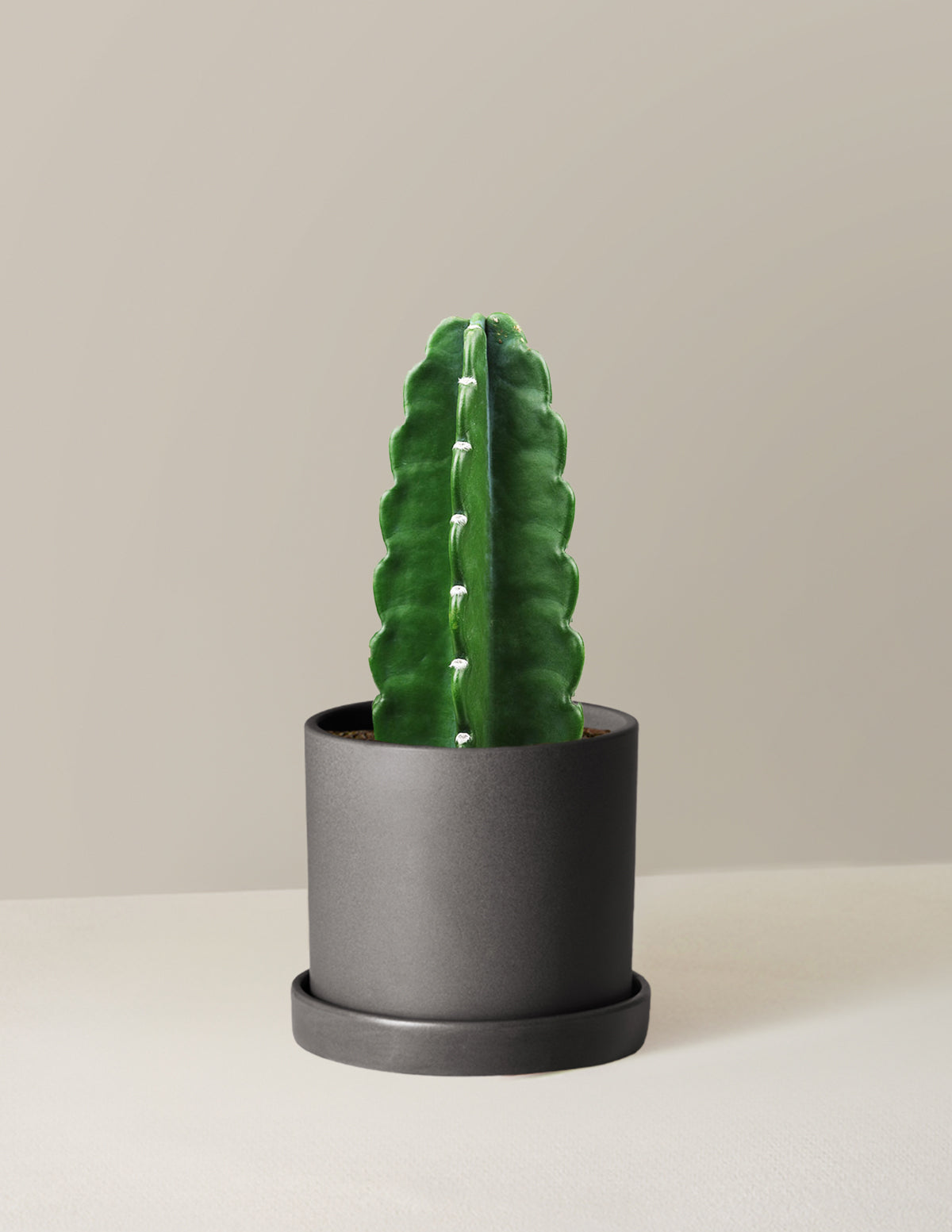 Cuddly Cactus