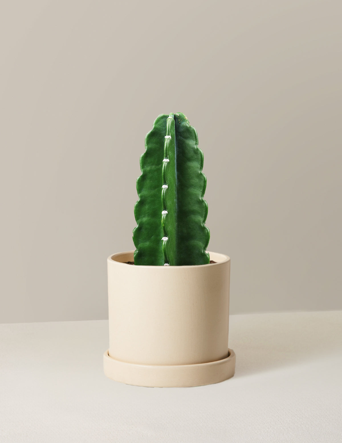 Cuddly Cactus