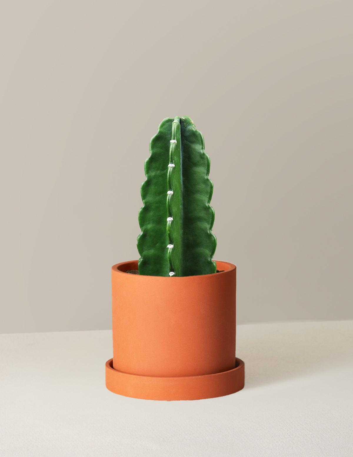 Cuddly Cactus