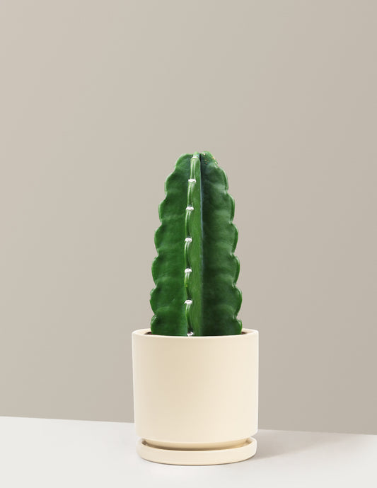 Cuddly Cactus