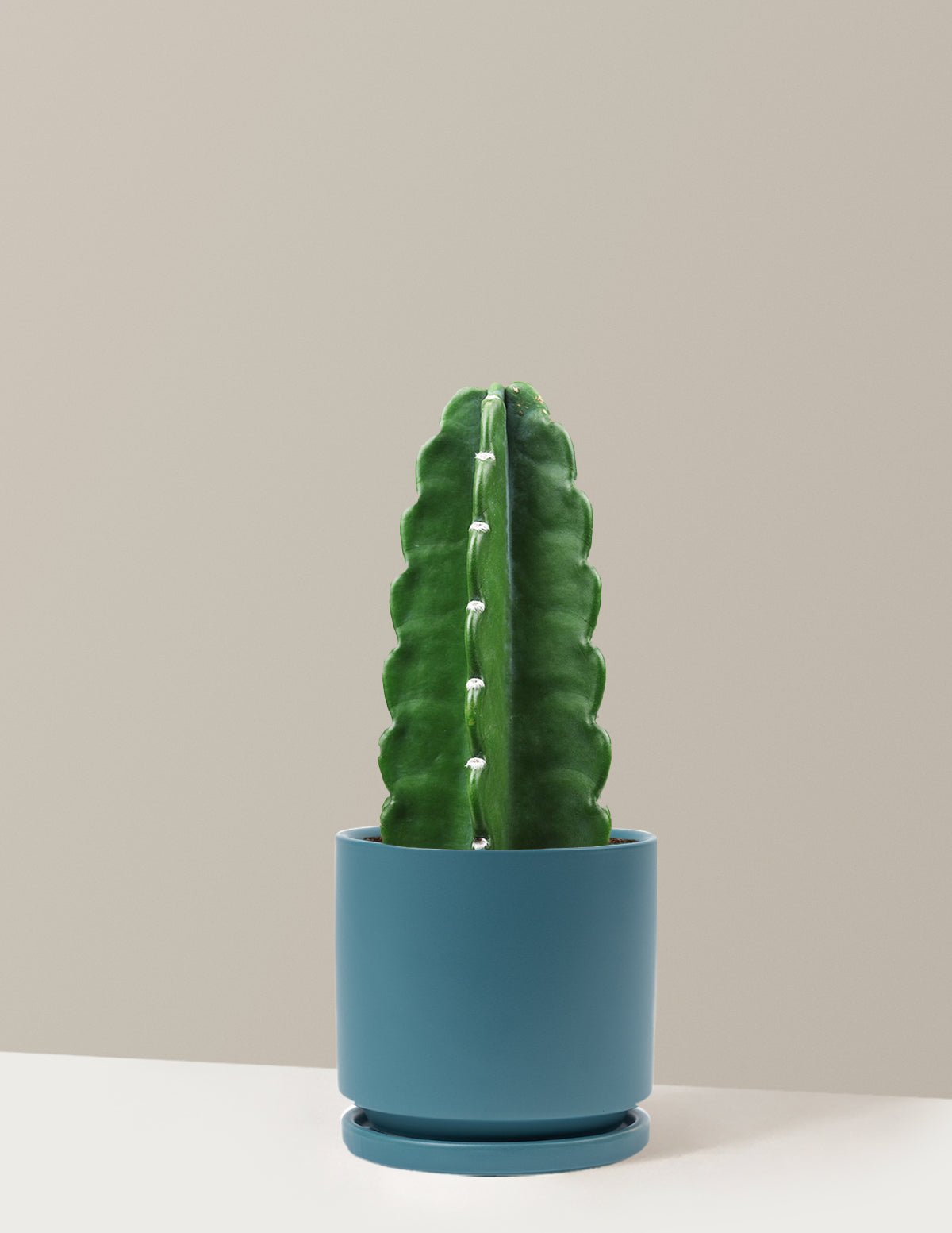 Cuddly Cactus
