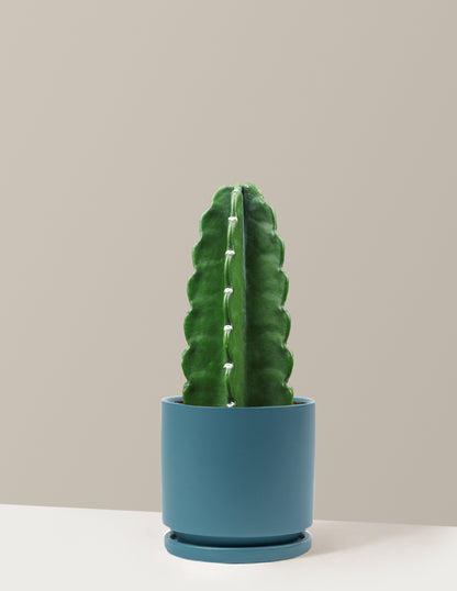 Cuddly Cactus