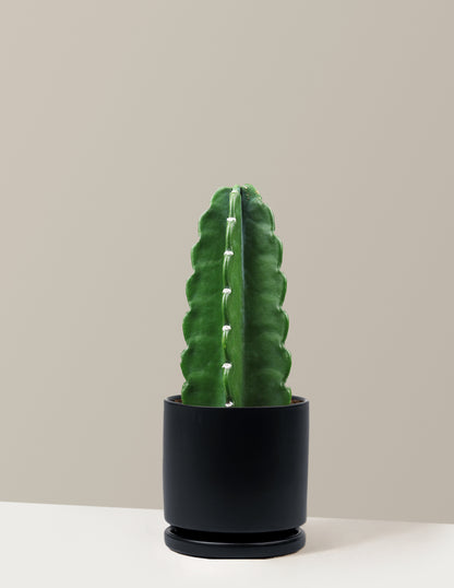 Cuddly Cactus