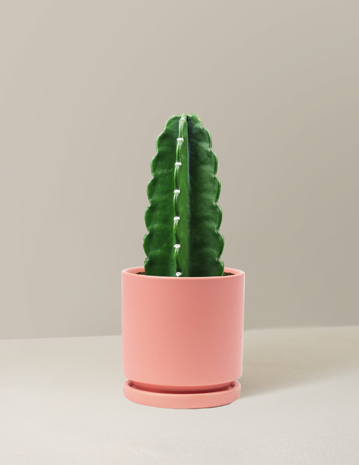 Cuddly Cactus