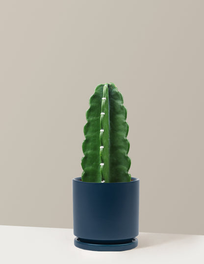 Cuddly Cactus