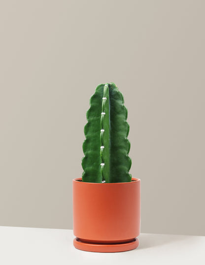 Cuddly Cactus