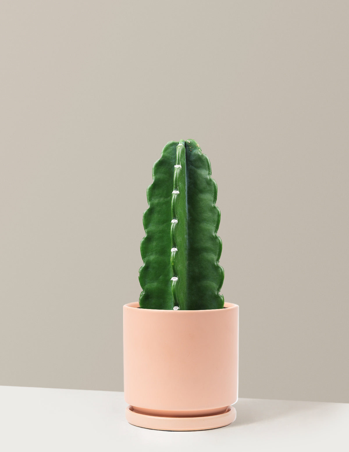 Cuddly Cactus