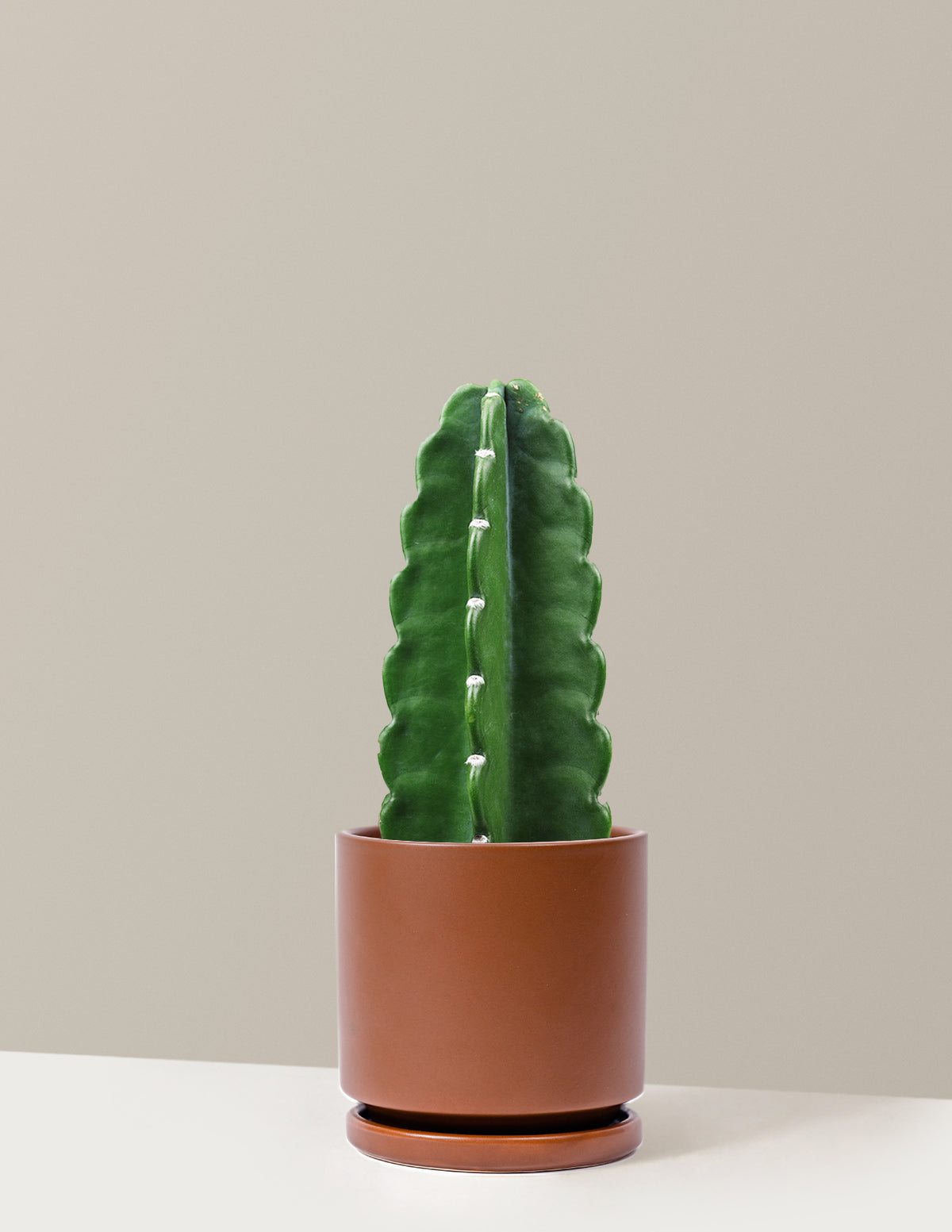 Cuddly Cactus