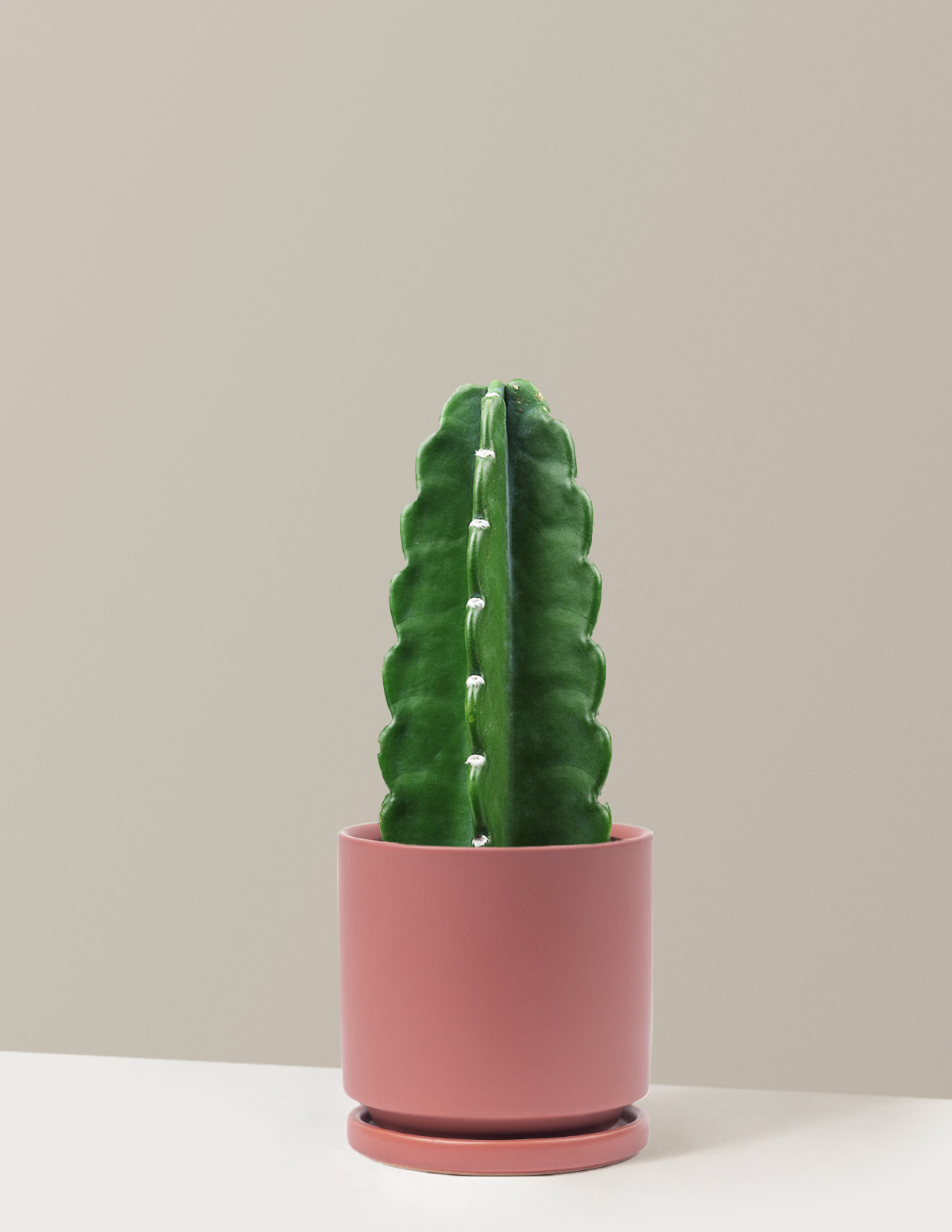 Cuddly Cactus