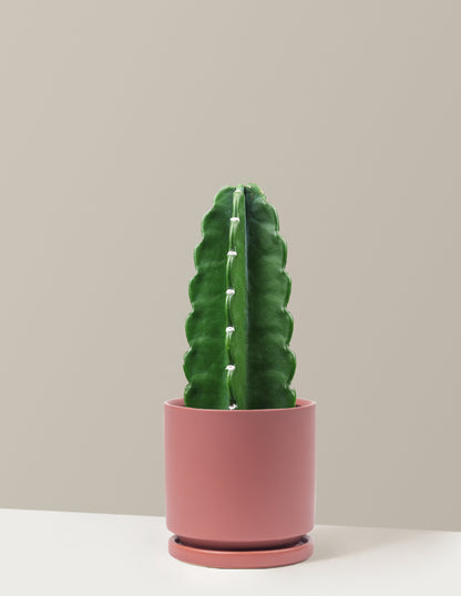 Cuddly Cactus