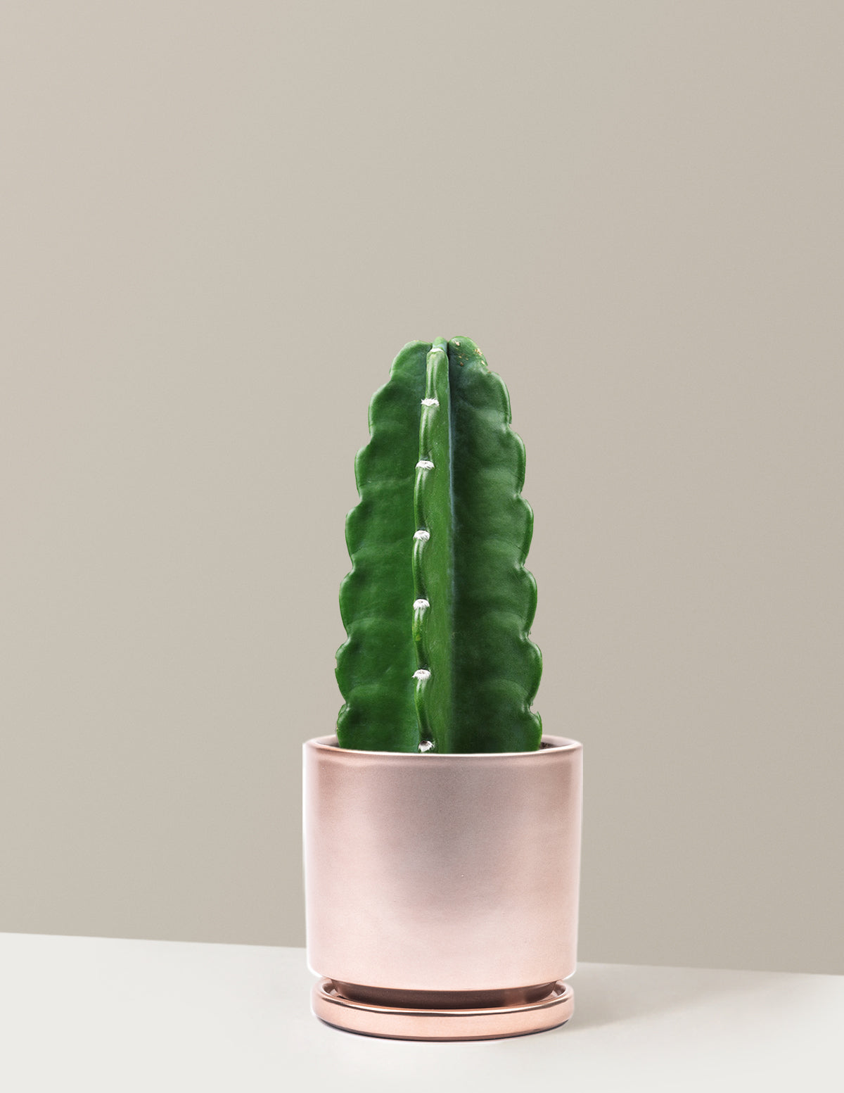 Cuddly Cactus