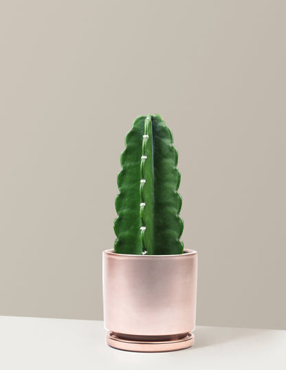 Cuddly Cactus