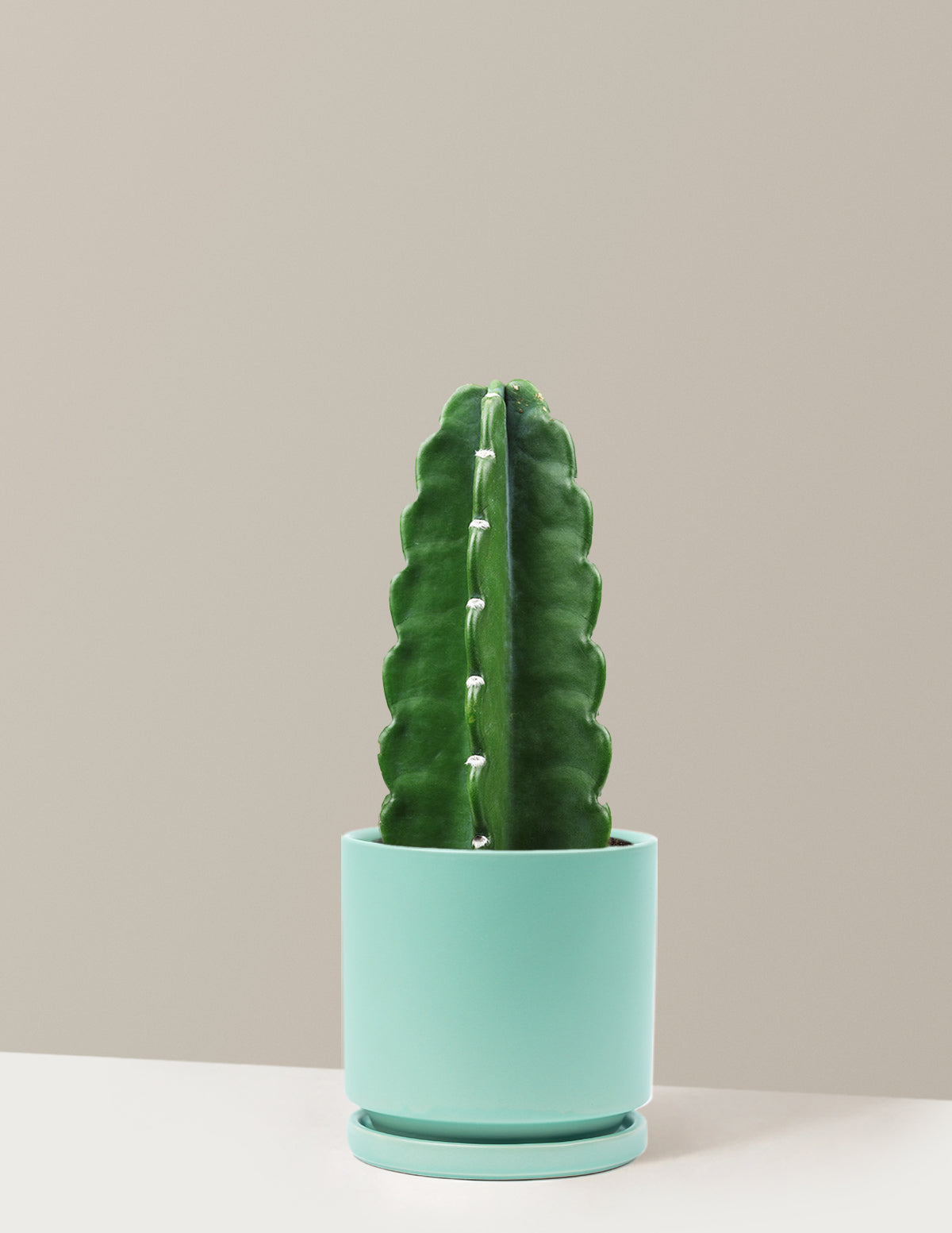 Cuddly Cactus