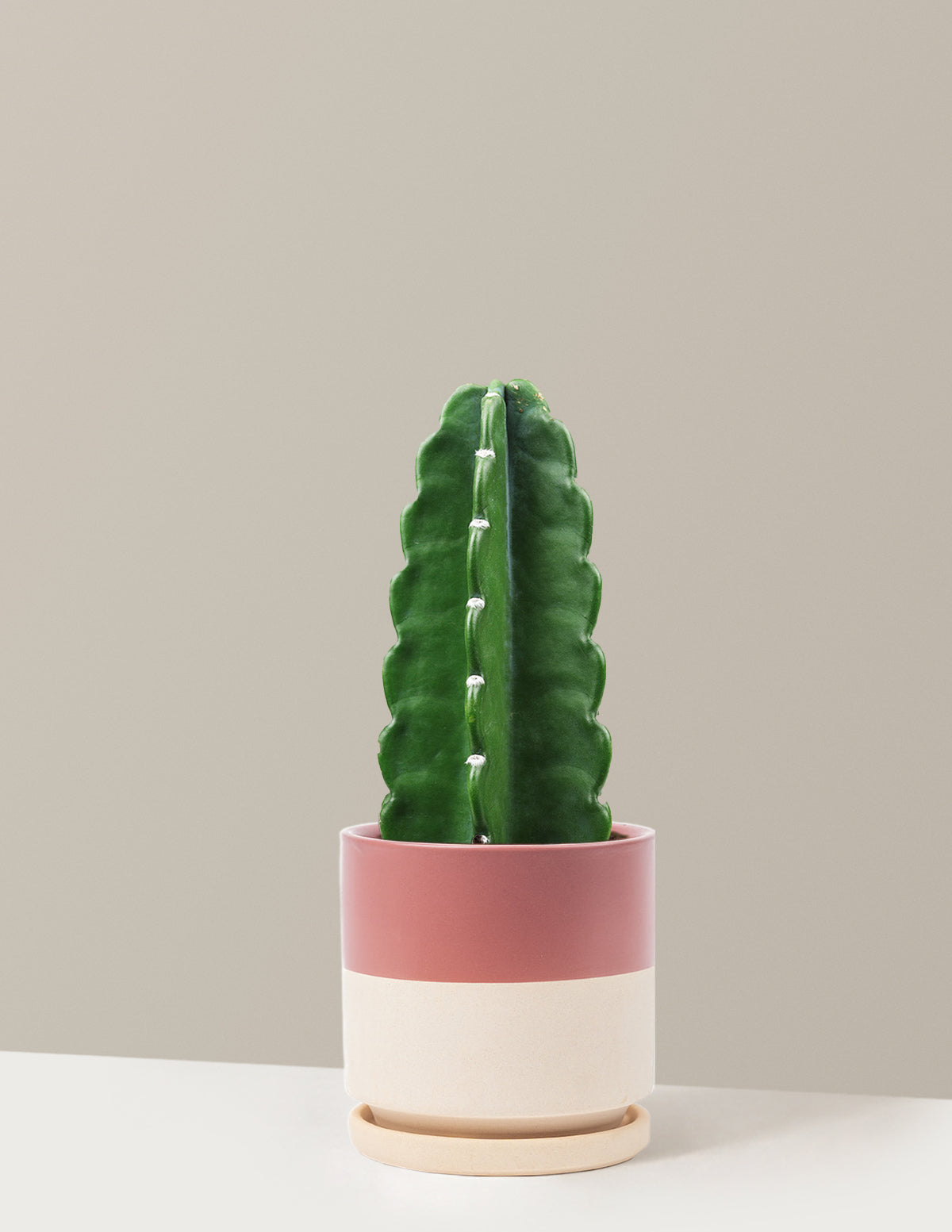 Cuddly Cactus