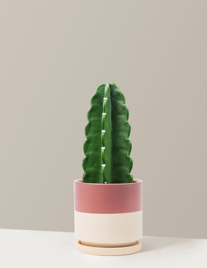 Cuddly Cactus