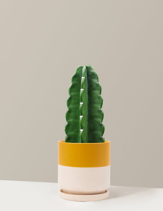 Cuddly Cactus