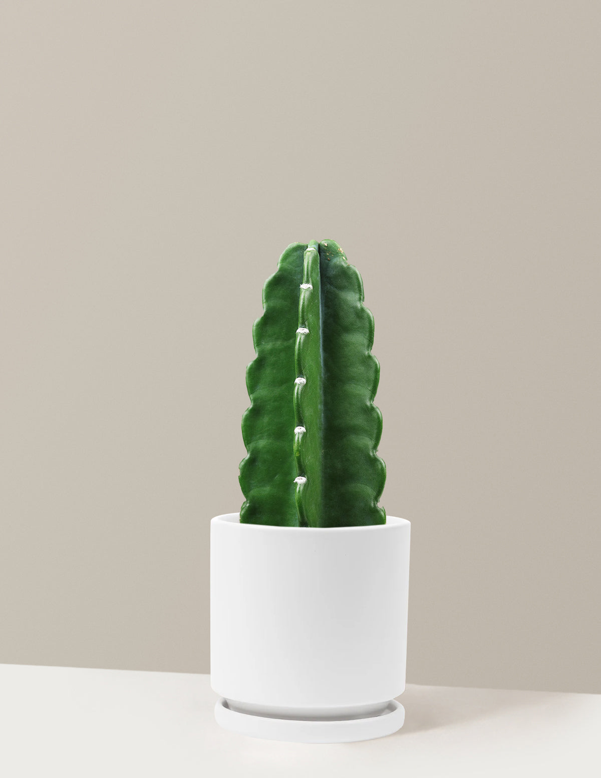 Plant Of The Month Club