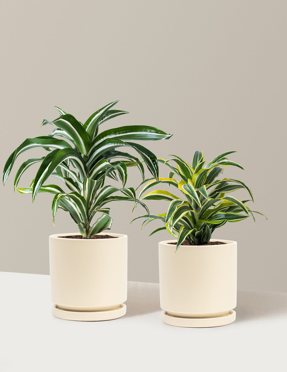 Decorative Dracaena Duo