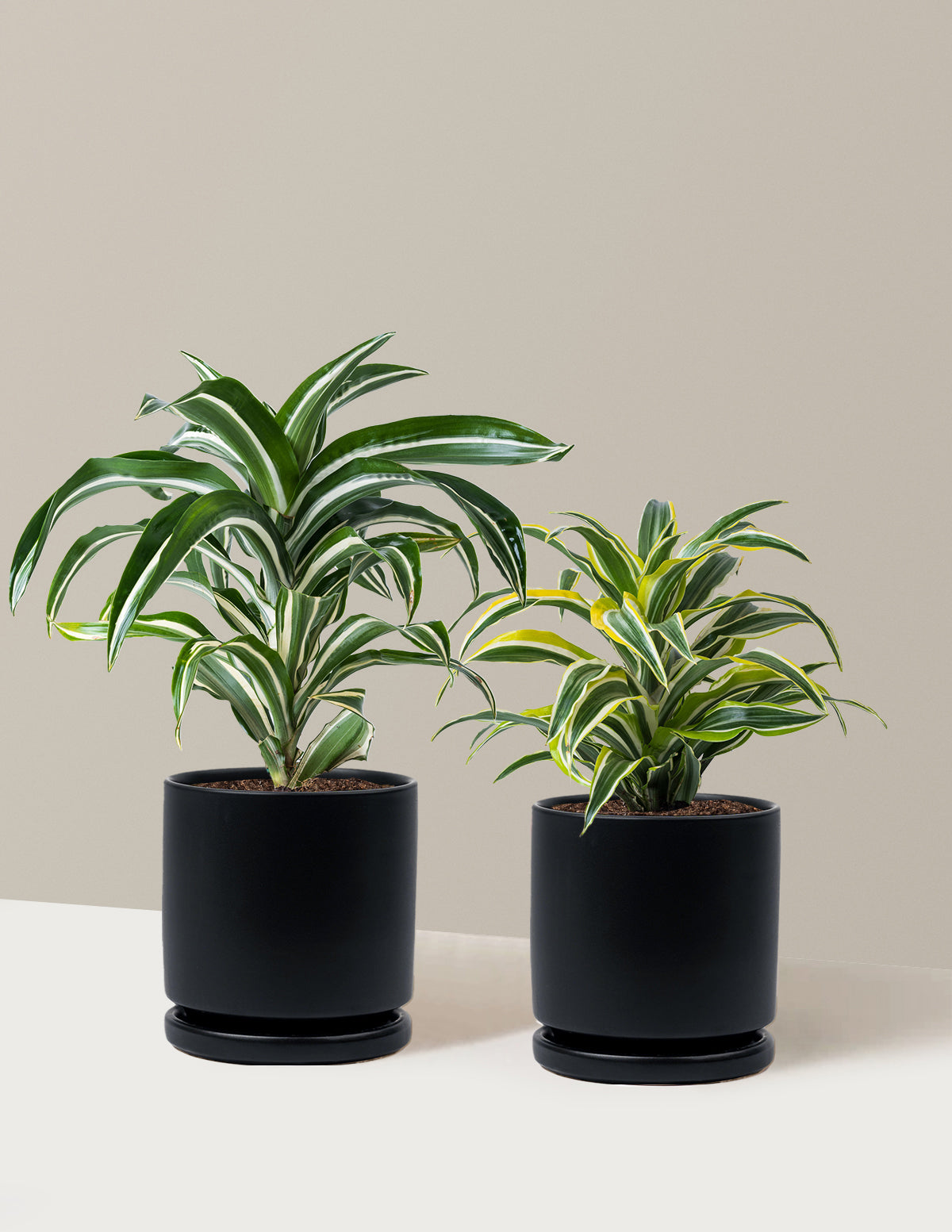 Decorative Dracaena Duo