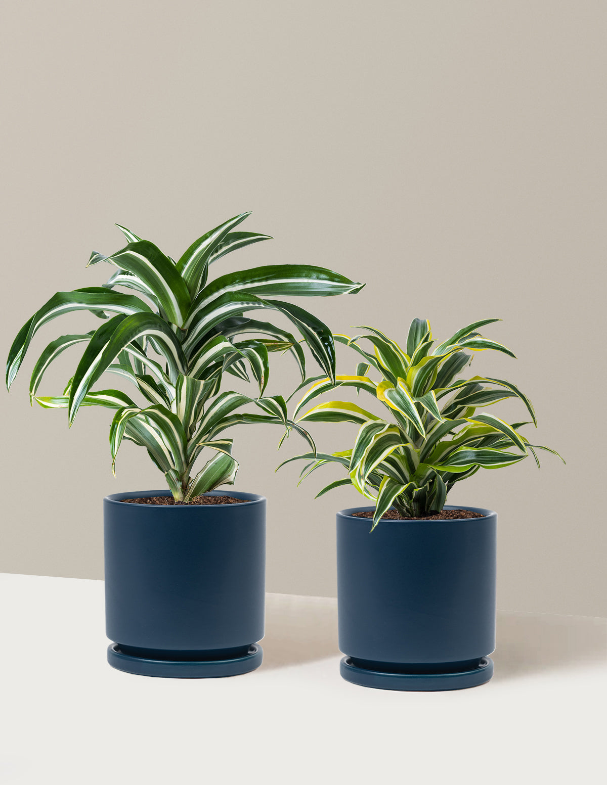 Decorative Dracaena Duo