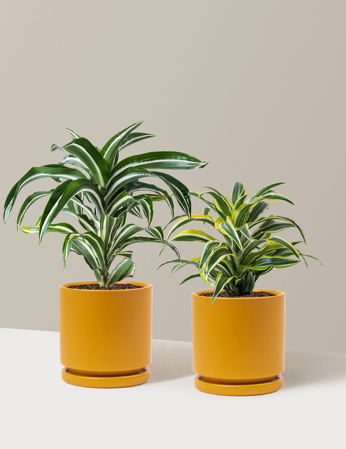 Decorative Dracaena Duo