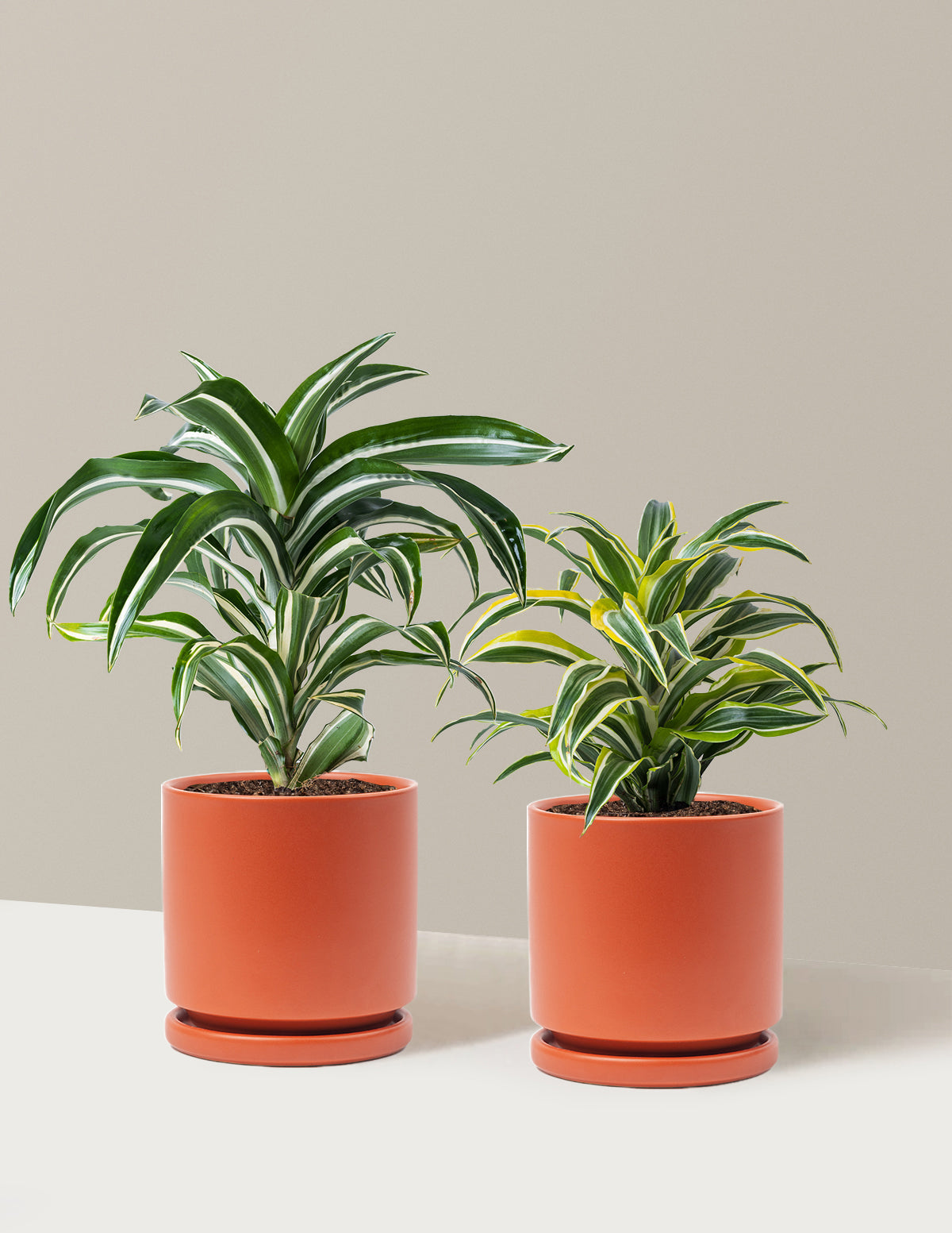 Decorative Dracaena Duo