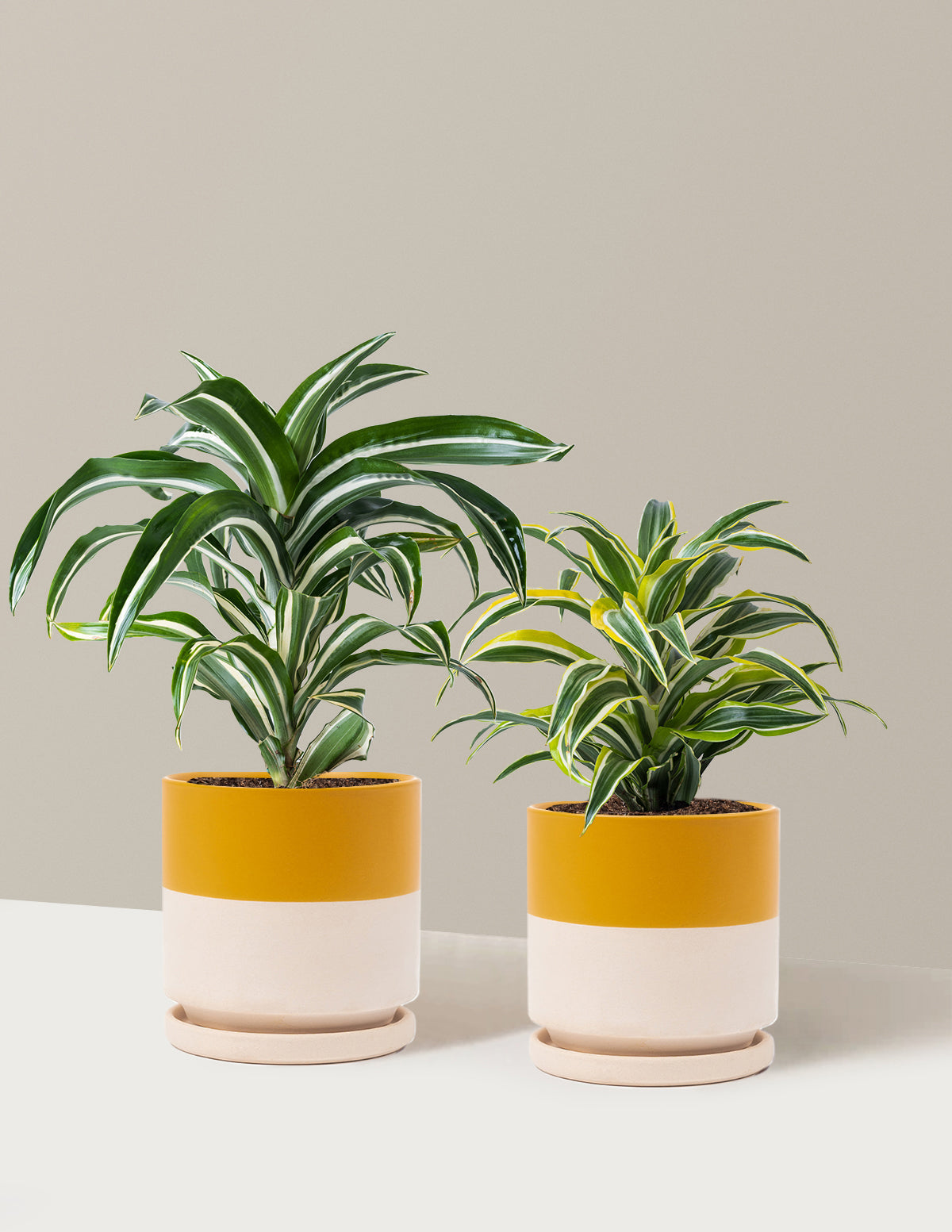 Decorative Dracaena Duo