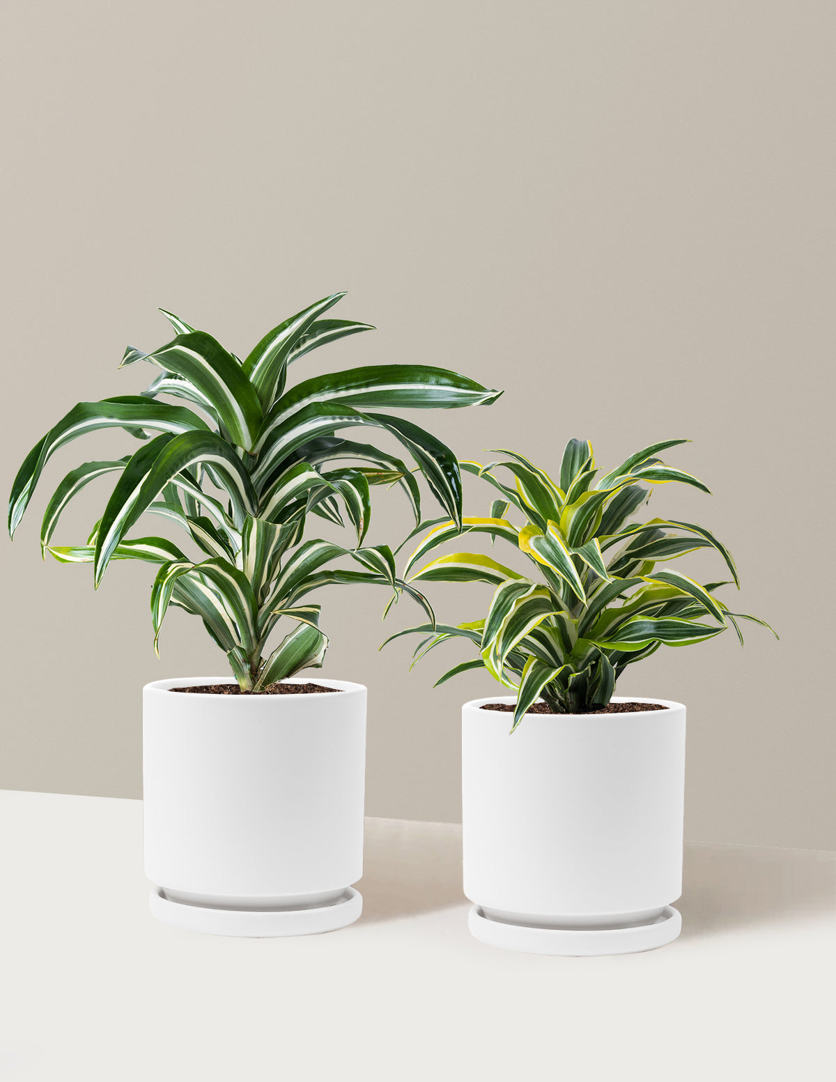 Decorative Dracaena Duo