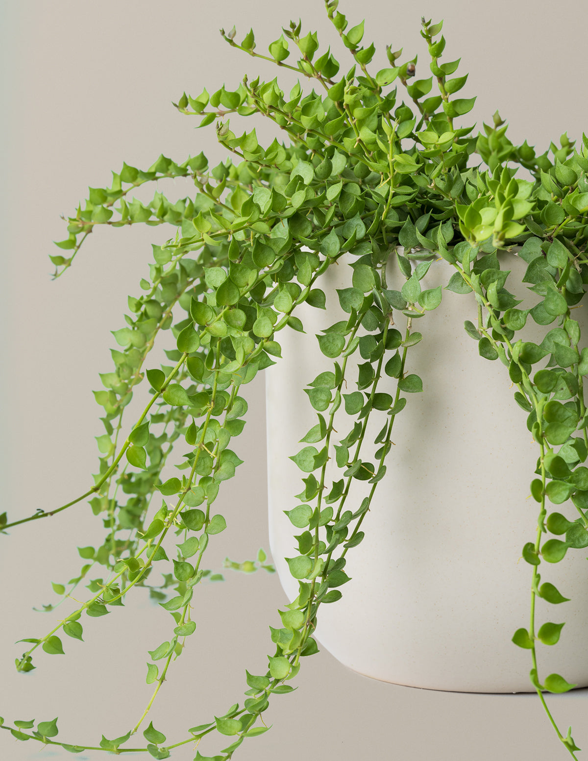 dischidia hanging plants Dischidia