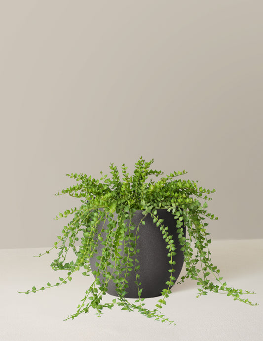 Dischidia