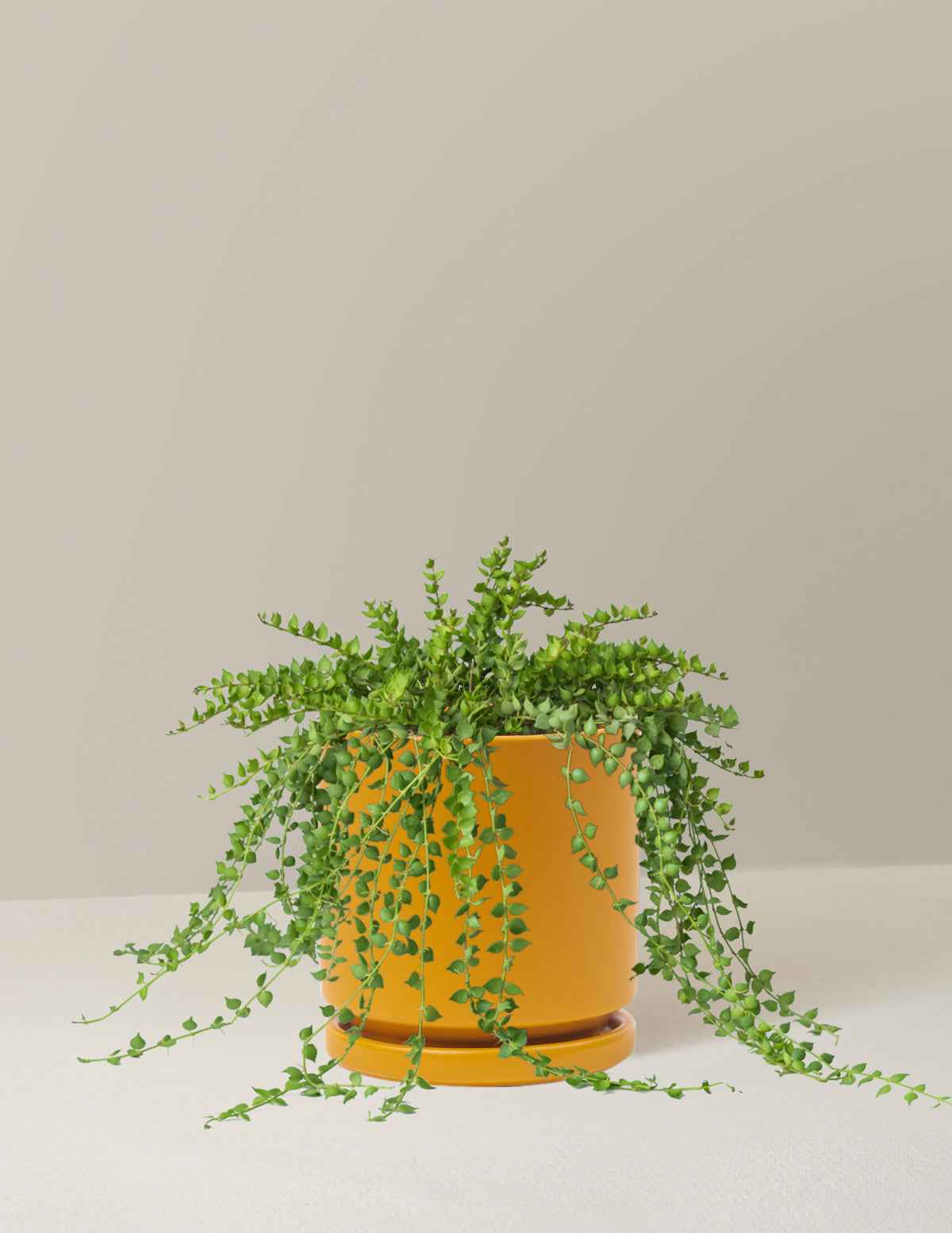 bundle | Medium | Isabella | Mustard