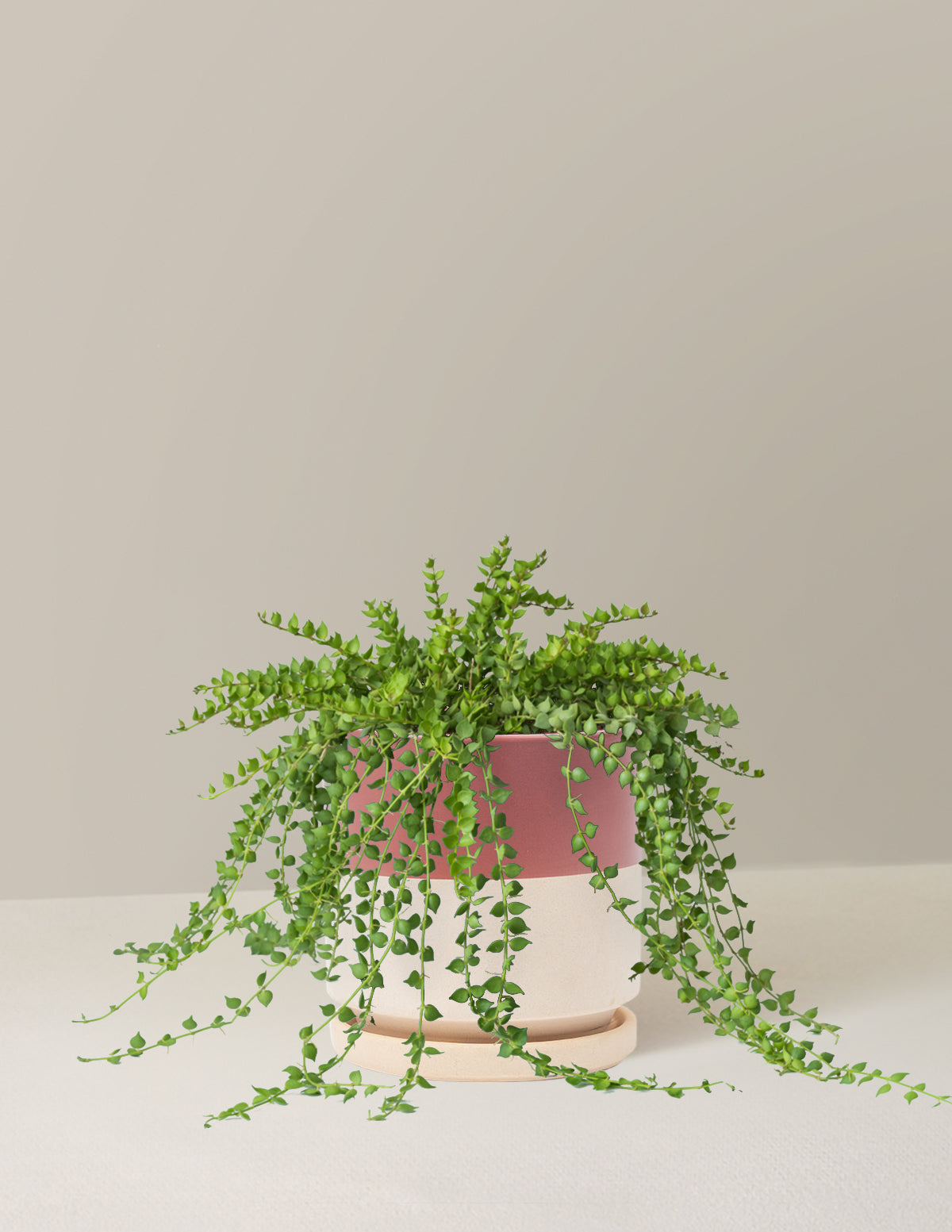 bundle | Medium | Isabella | Top Half Dusty Rose