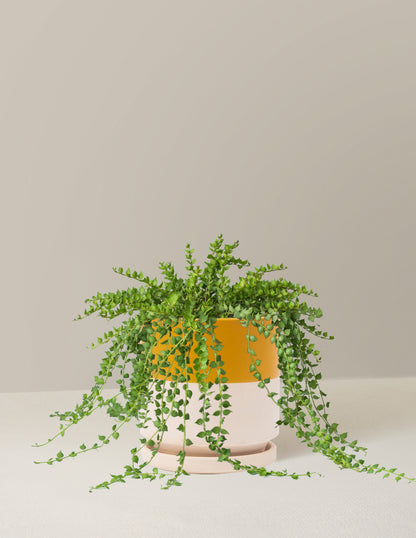 Dischidia