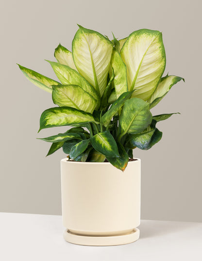 Dieffenbachia Camille