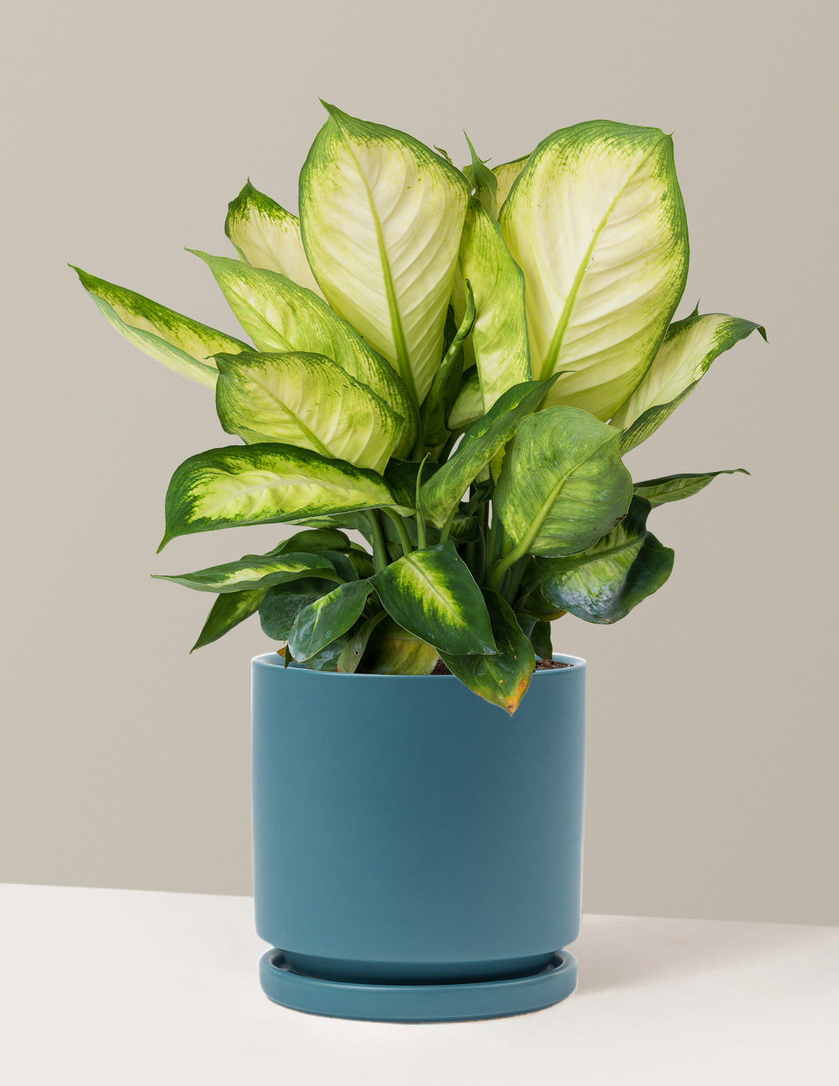 Dieffenbachia Camille