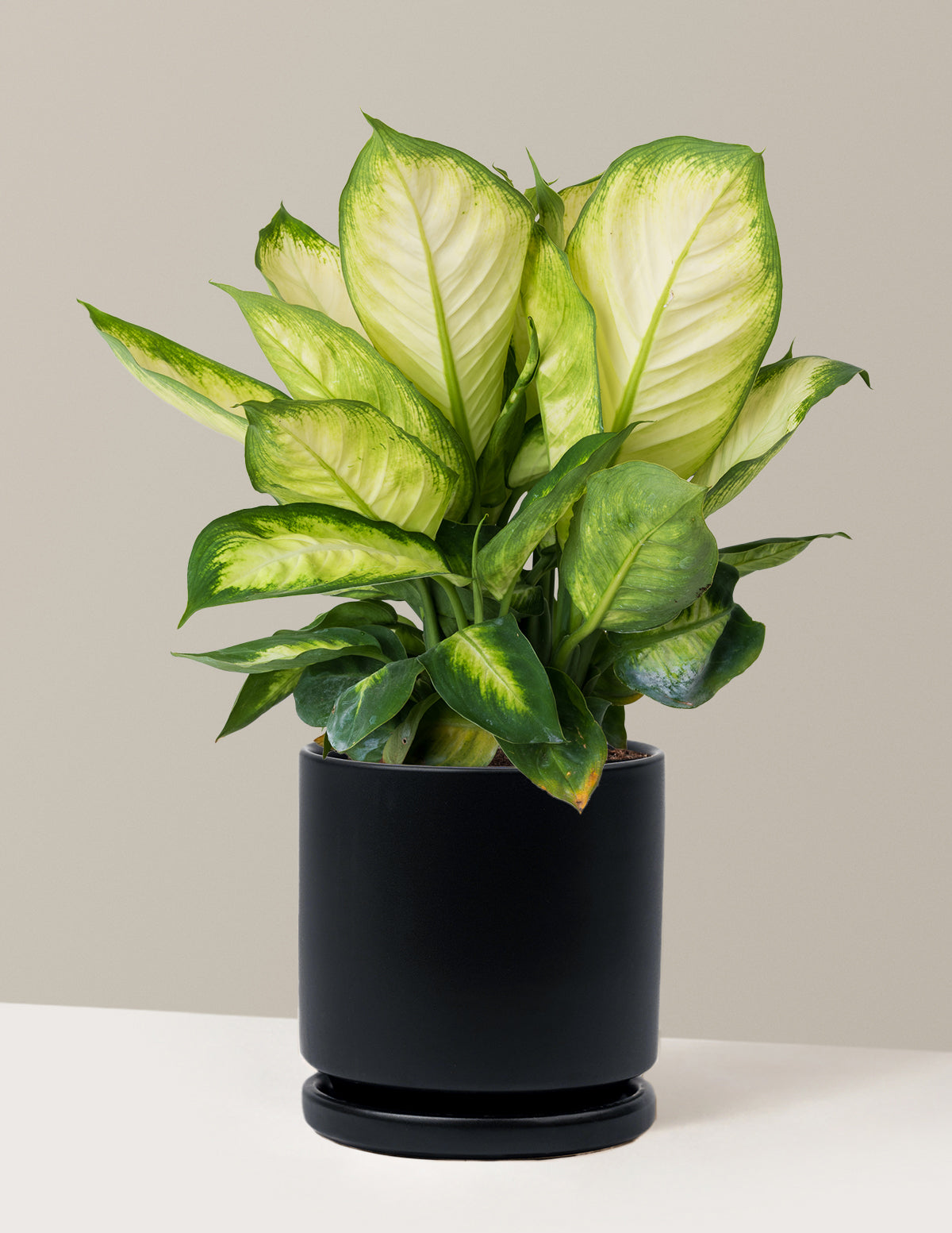 Dieffenbachia Camille