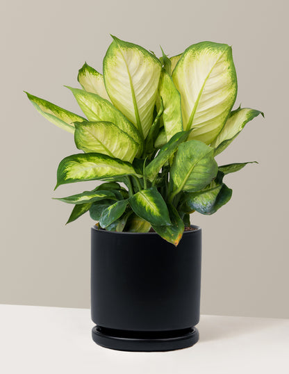 Dieffenbachia Camille