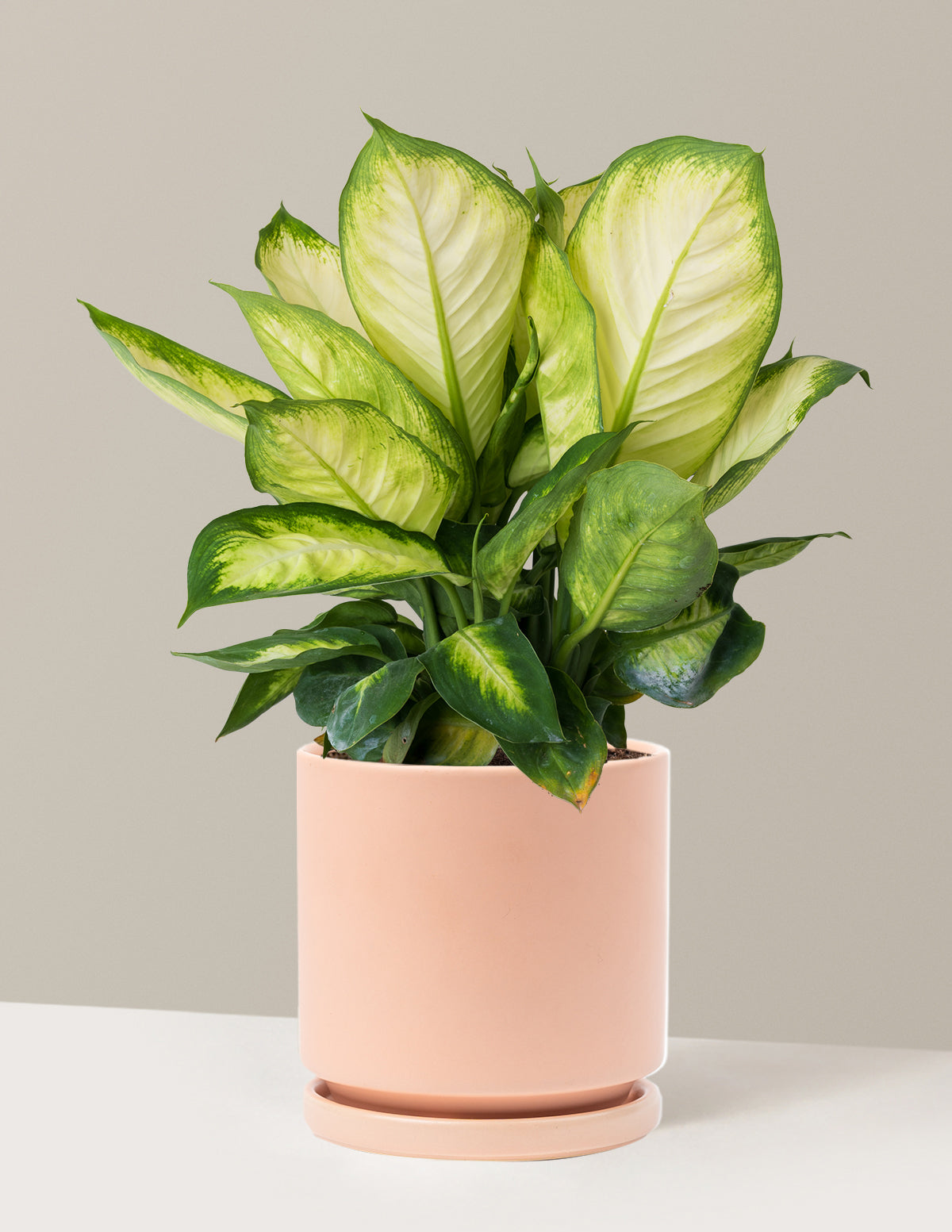 Dieffenbachia Camille