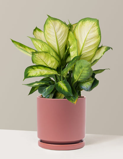 Dieffenbachia Camille