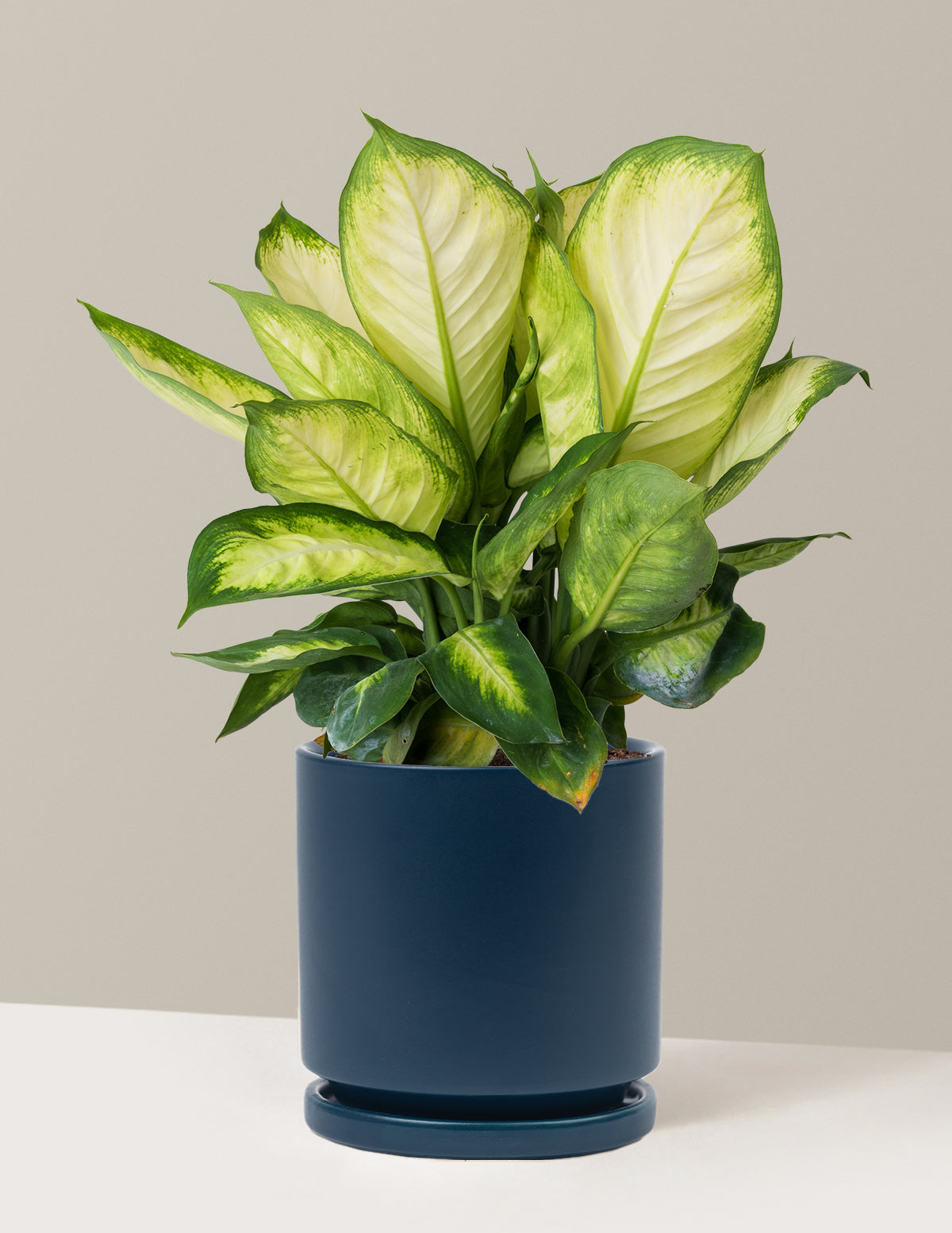 Dieffenbachia Camille