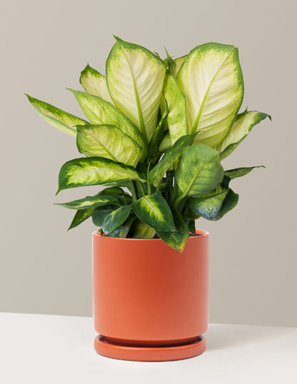 Dieffenbachia Camille