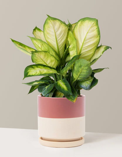 Dieffenbachia Camille