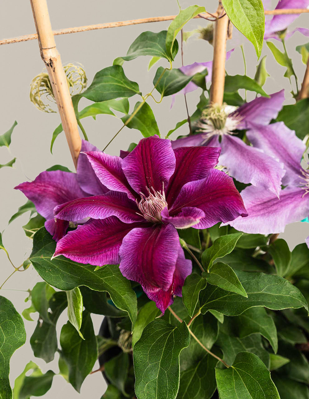 Dr. Ruppel Clematis | The Sill
