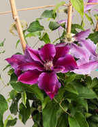 Dr. Ruppel Clematis