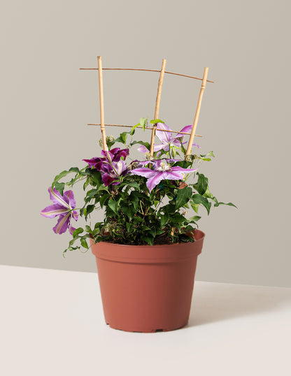 Dr. Ruppel Clematis