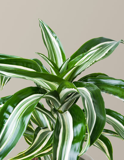 Dracaena Jewel Jade