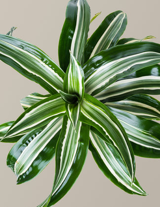 Dracaena Jewel Jade | Unique Plants for Delivery | The Sill