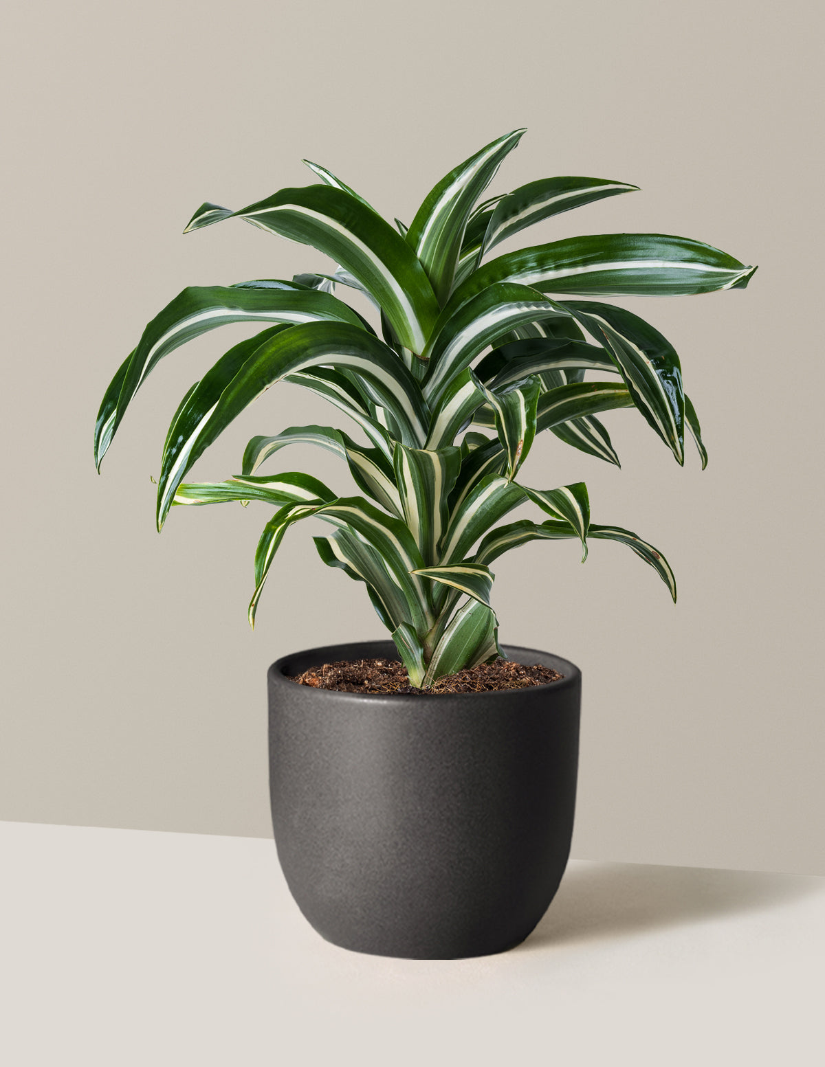 Dracaena Jewel Jade