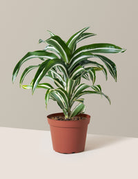 Dracaena Jewel Jade